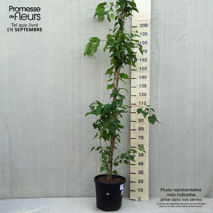 Example of Poliothyrsis sinensis - Poliothyrsis Topf mit 20L/25L as you get in ete