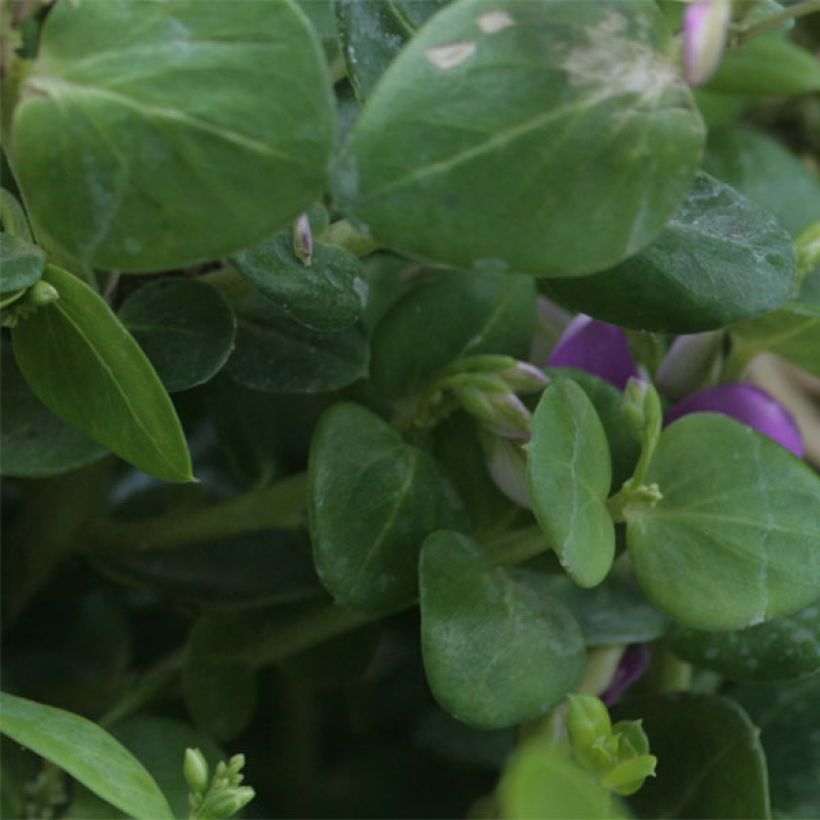 Polygala Bibi Pink - Kreuzblume (Foliage)