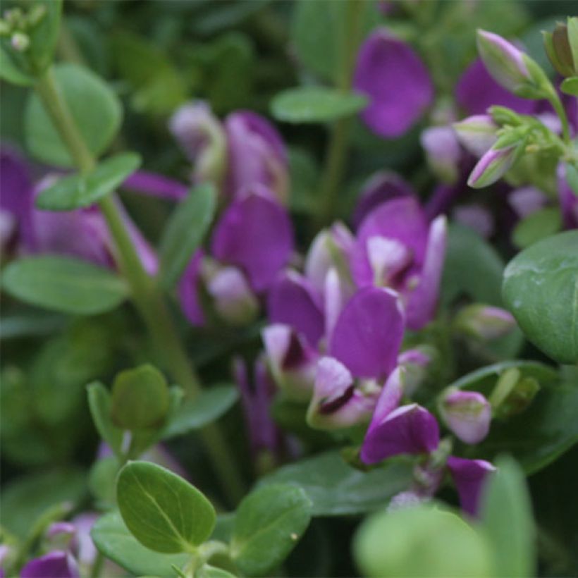 Polygala Bibi Pink - Kreuzblume (Flowering)