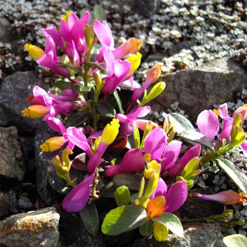 Polygala chamaebuxus Grandiflora - Kreuzblume (Flowering)