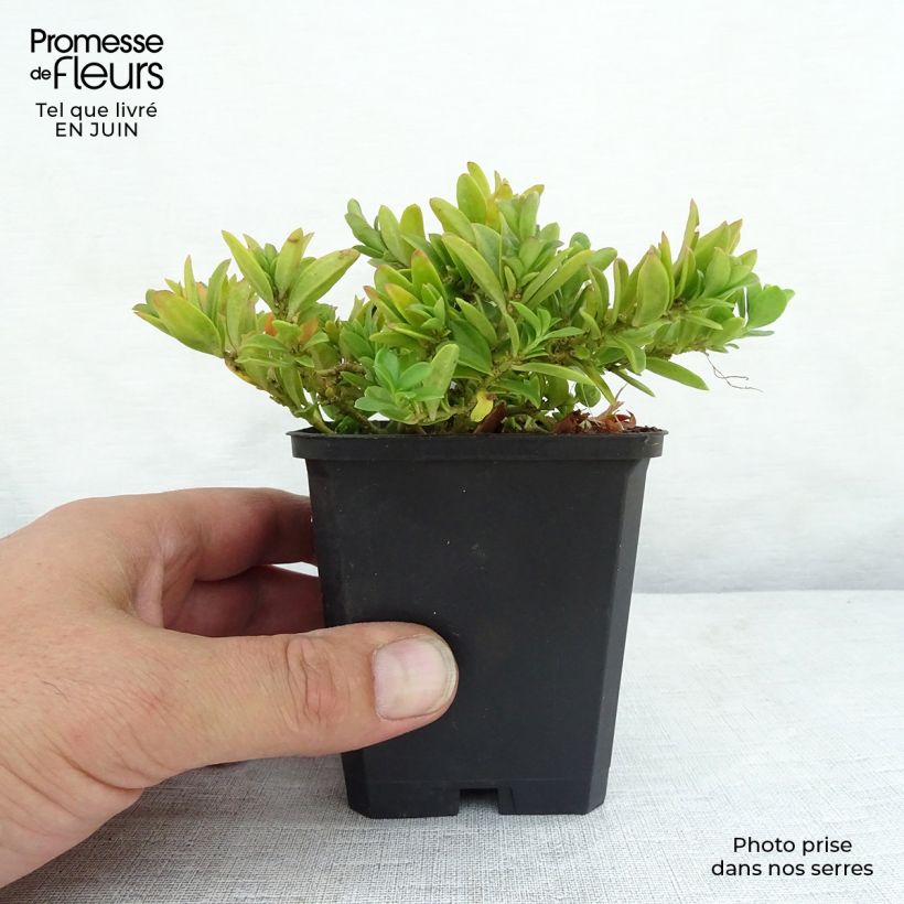 Example of Polygala chamaebuxus Grandiflora - Kreuzblume Kleine Töpfe von 8/9 cm as you get in ete