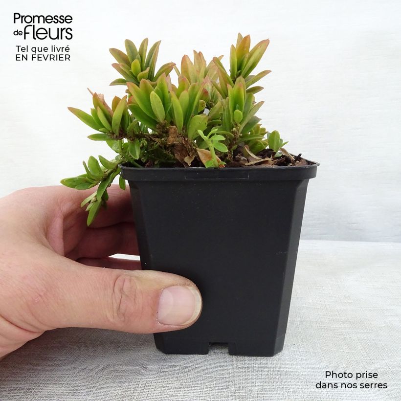Exemplar von Polygala chamaebuxus Grandiflora - Kreuzblume Kleine Töpfe von 8/9 cm wie im Winter geliefert