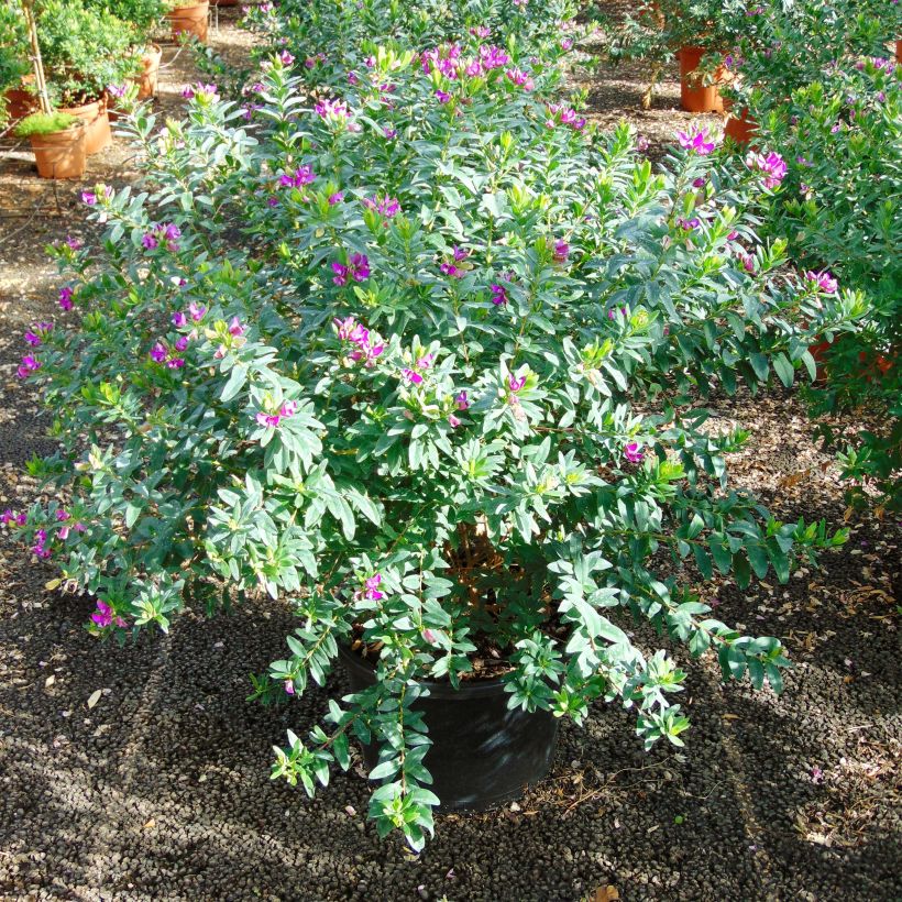Polygala myrtifolia - Kreuzblume (Plant habit)