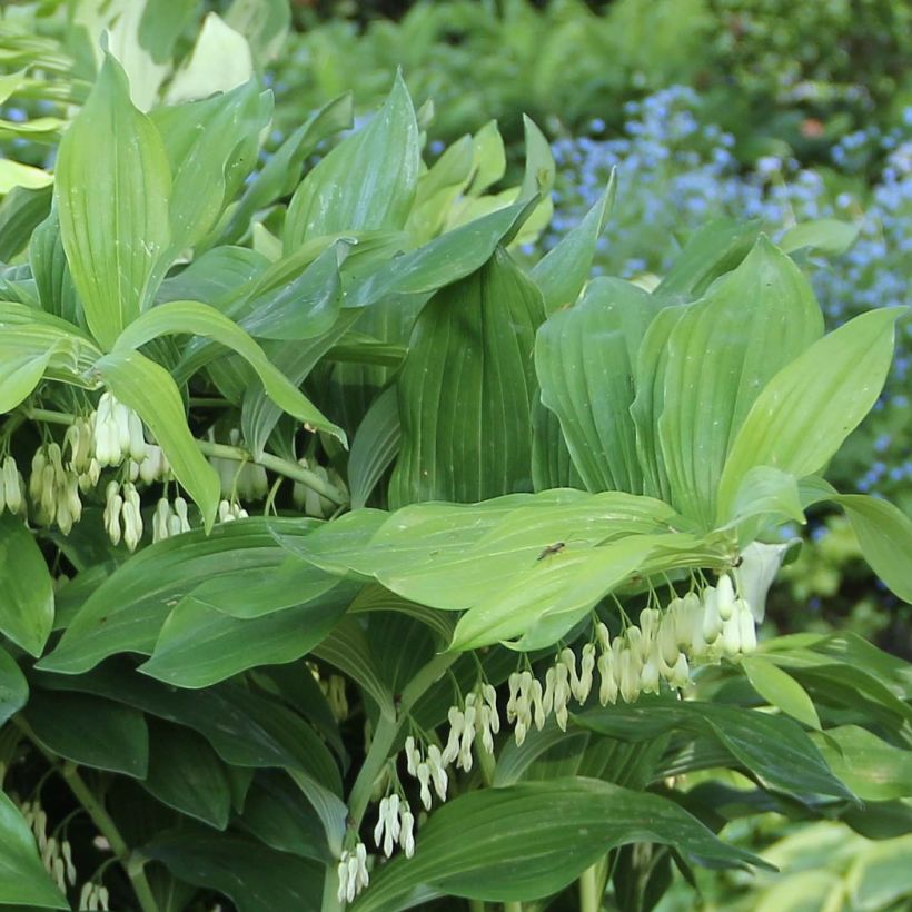 Polygonatum Weihenstephan - Weißwurz (Foliage)