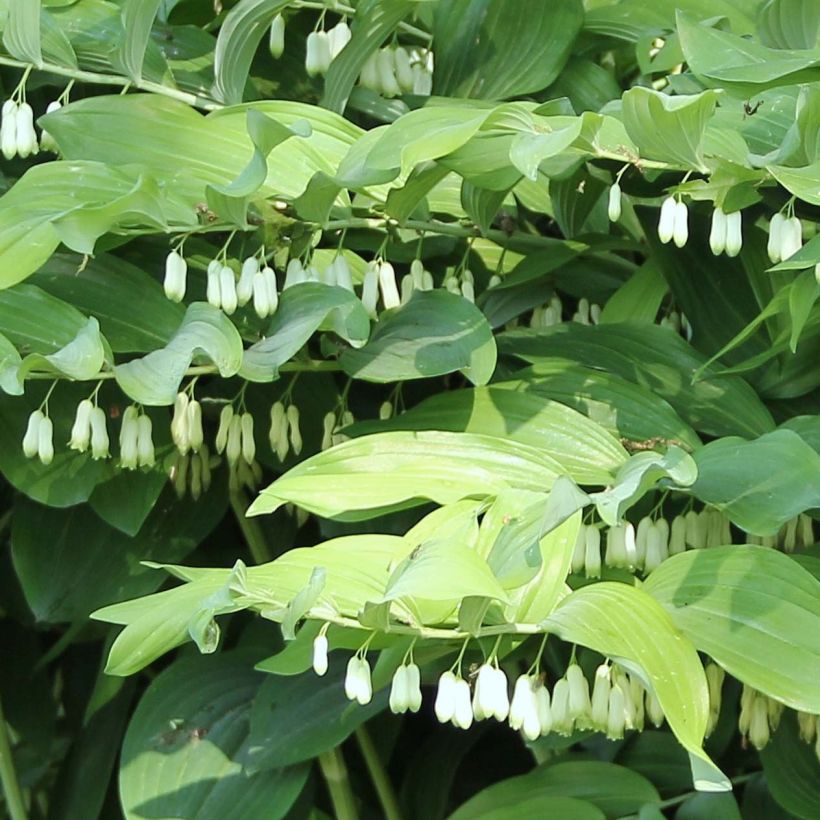 Polygonatum Weihenstephan - Weißwurz (Flowering)