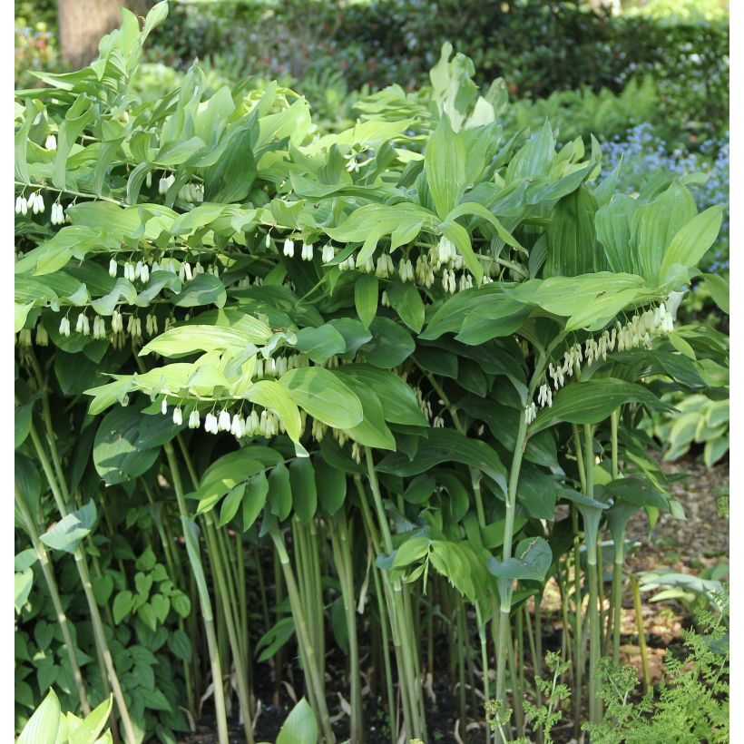 Polygonatum Weihenstephan - Weißwurz (Plant habit)