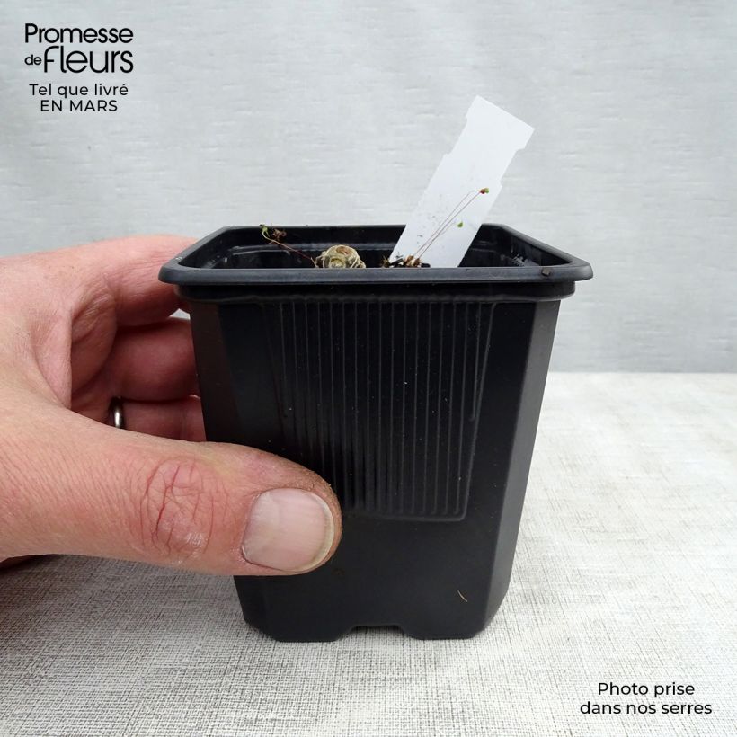 Exemplar von Polygonatum Weihenstephan - Weißwurz Kleine Töpfe von 8/9 cm wie im Frühjahr geliefert