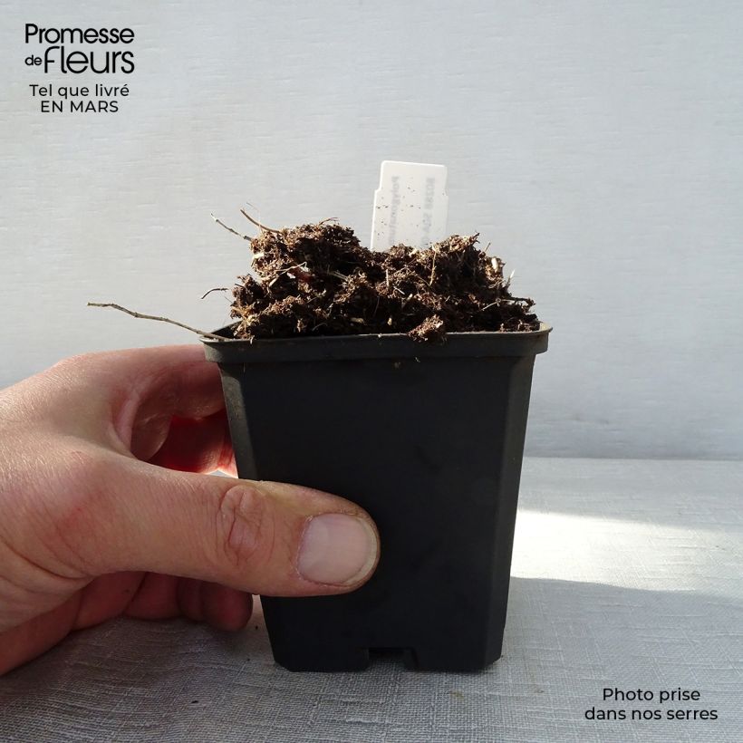 Exemplar von Polygonatum humile - Weißwurz Kleine Töpfe von 8/9 cm wie im Frühjahr geliefert