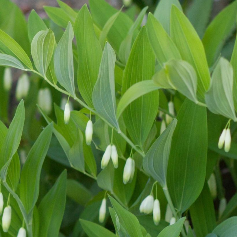 Polygonatum odoratum - Weißwurz (Foliage)