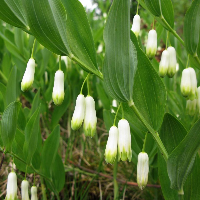 Polygonatum odoratum - Weißwurz (Flowering)