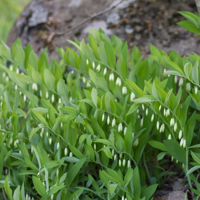 Polygonatum odoratum - Weißwurz (Plant habit)