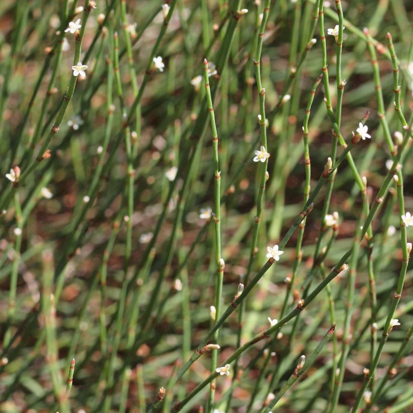 Polygonum scoparium - Knöteriche (Flowering)