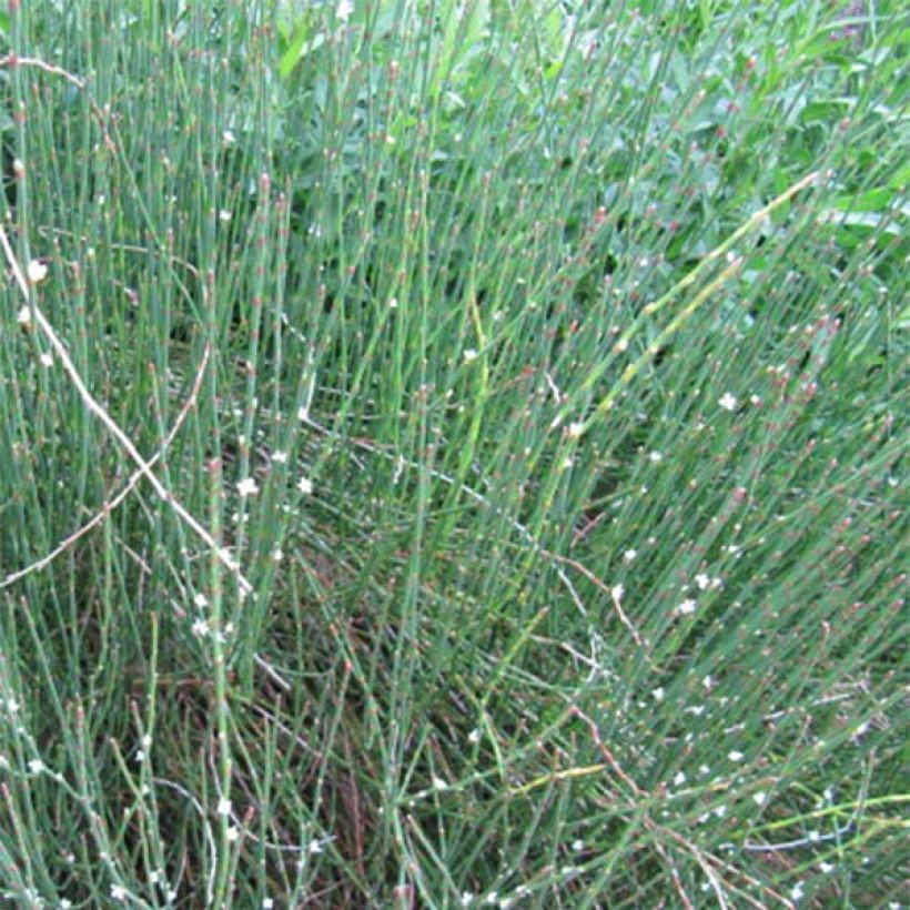 Polygonum scoparium - Knöteriche (Plant habit)