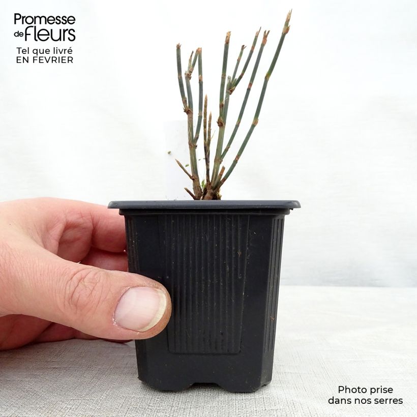 Exemplar von Polygonum scoparium - Knöteriche Kleine Töpfe von 8/9 cm wie im Winter geliefert