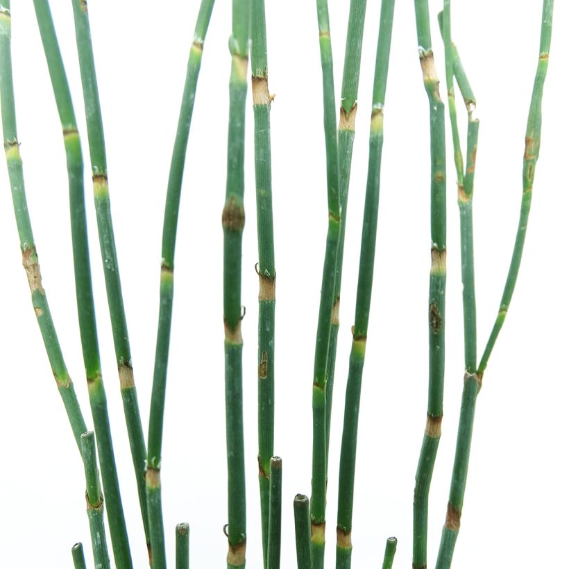 Polygonum scoparium - Knöteriche (Foliage)
