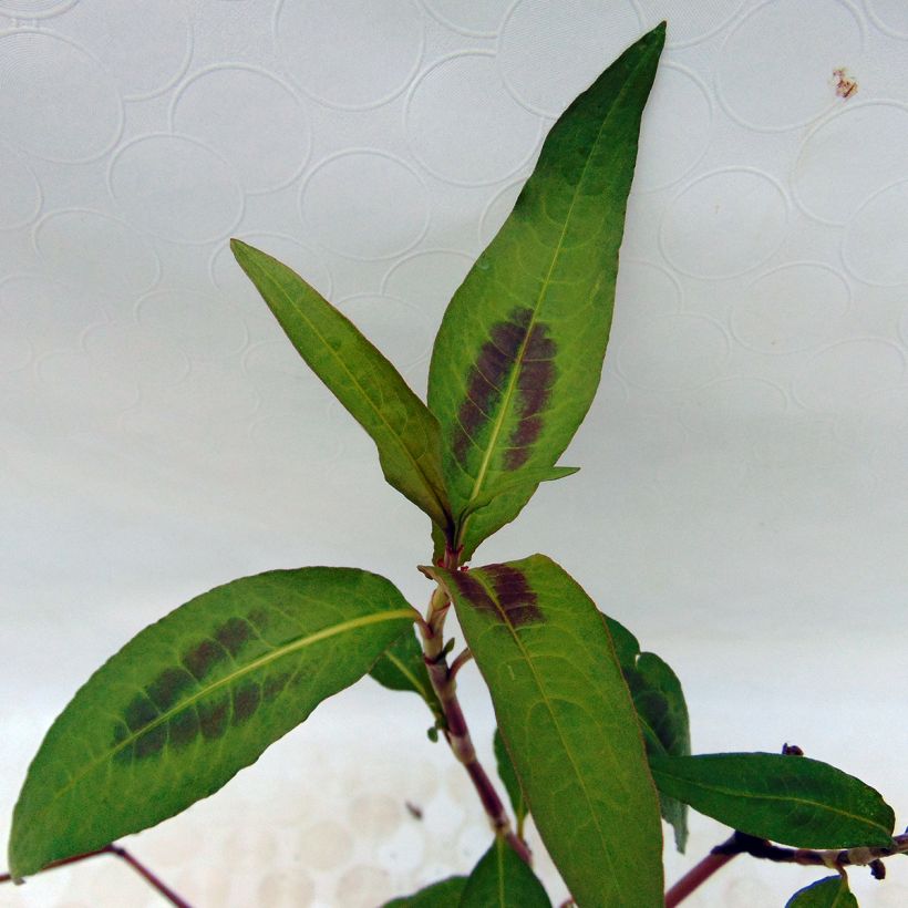 Vietnamesischer Koriander - Polygonum odoratum (Foliage)