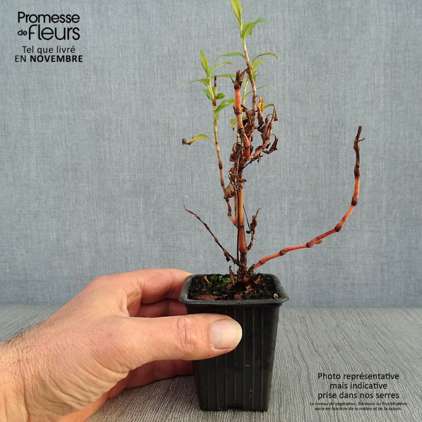 Example of Vietnamesischer Koriander - Polygonum odoratum Kleine Töpfe von 8/9 cm as you get in automne