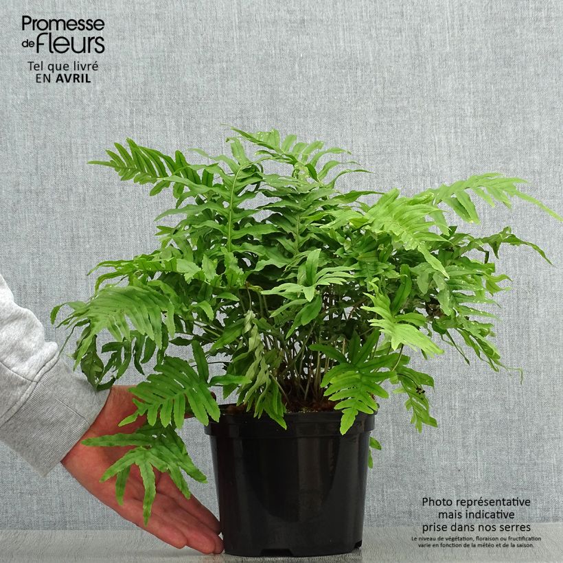 Exemplar von Polypodium cambricum Whitley Giant - Tüpfelfarn Topf mit 2L/3L wie im Frühjahr geliefert
