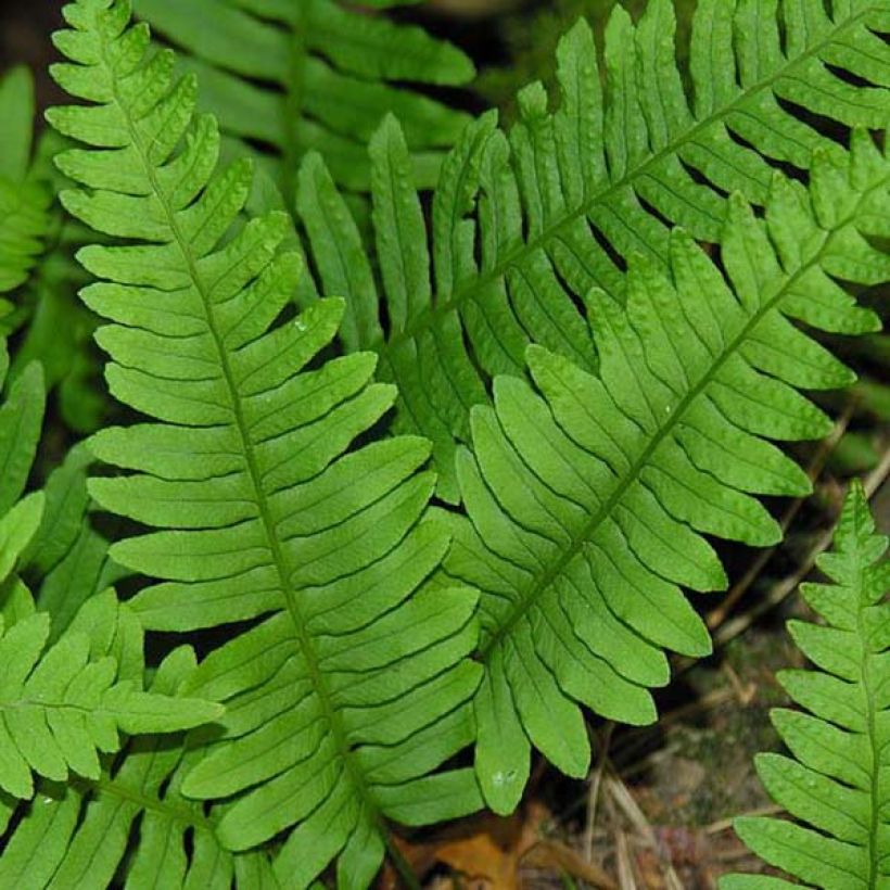 Polypodium vulgare - Tüpfelfarn (Foliage)