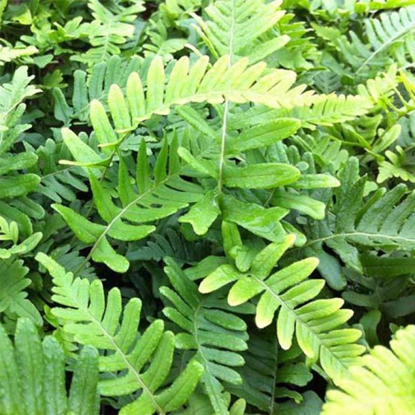 Polypodium vulgare Bifido Multifidum - Tüpfelfarn (Foliage)