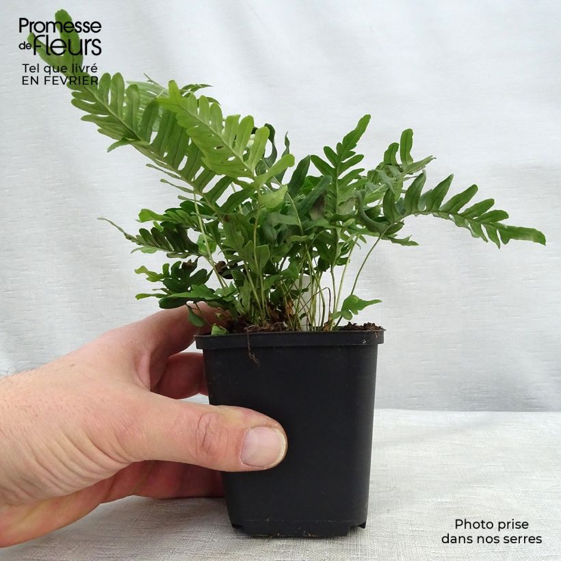Exemplar von Polypodium vulgare Bifido Multifidum - Tüpfelfarn Kleine Töpfe von 8/9 cm wie im Winter geliefert