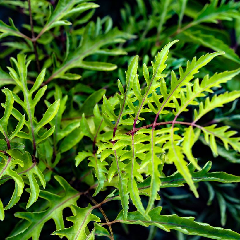 Polyscias filicifolia - Fiederaralie (Foliage)