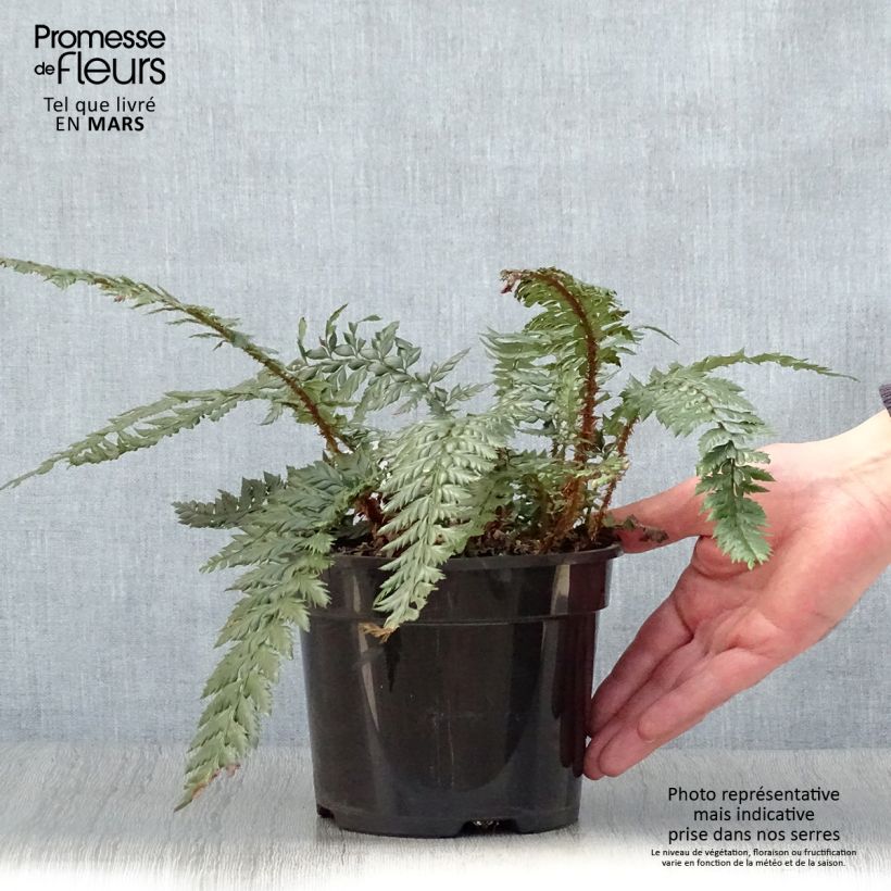 Exemplar von Japanischer Glanzschildfarn Shiny Holy Fern - Polystichum polyblepharum Topf mit 2L/3L wie im Frühjahr geliefert