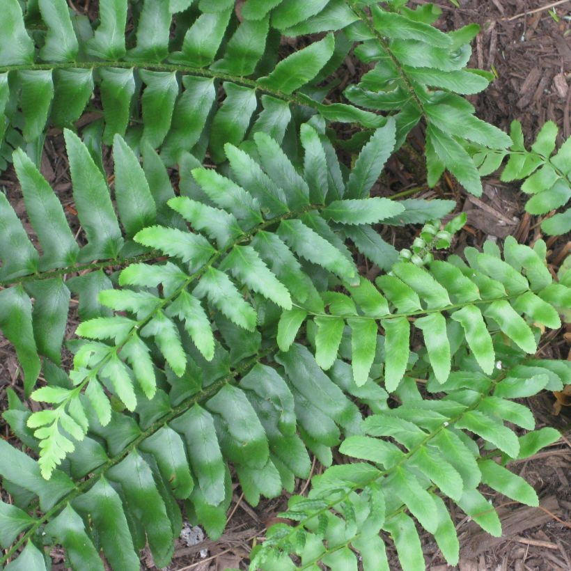 Amerikanischer Weihnachtsfarn - Polystichum acrostichoides (Foliage)