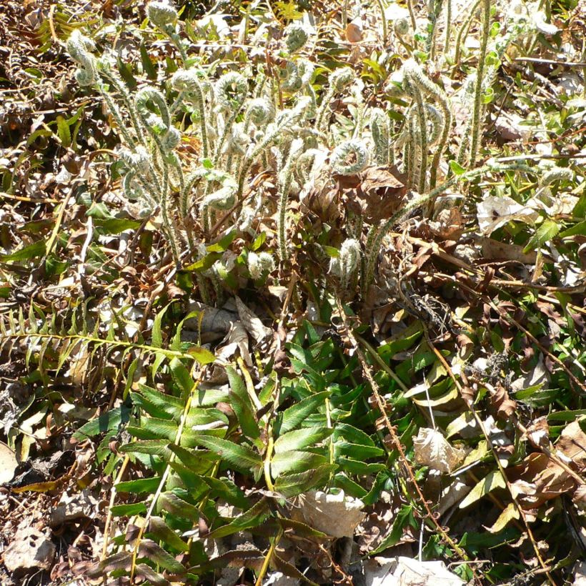 Amerikanischer Weihnachtsfarn - Polystichum acrostichoides (Plant habit)
