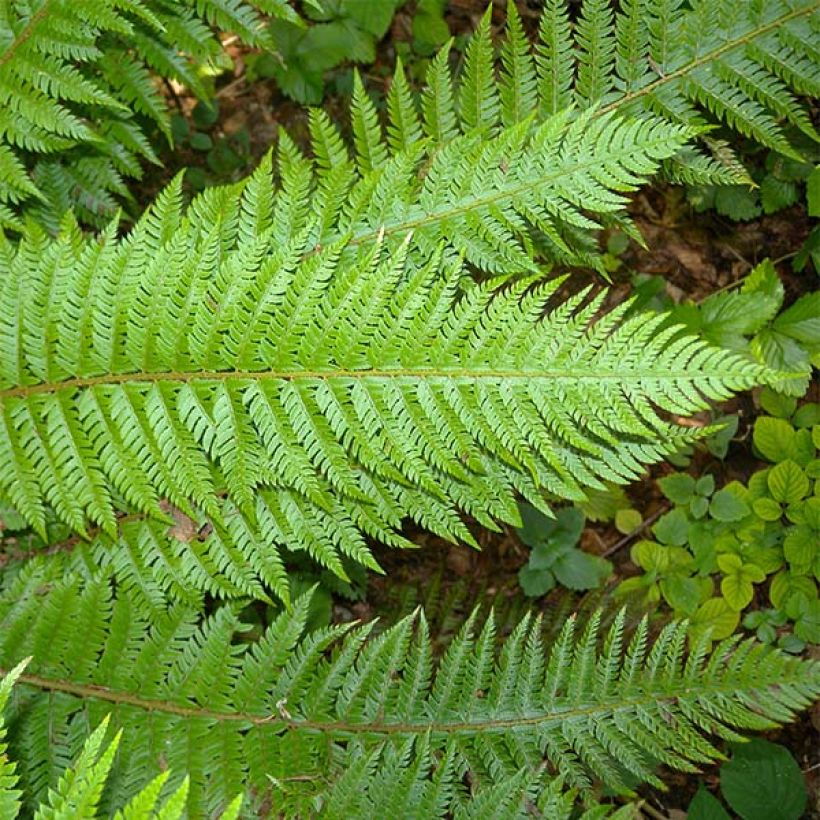 Gelappter Schildfarn - Polystichum aculeatum (Foliage)