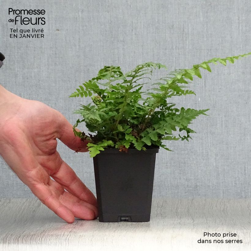 Exemplar von Gelappter Schildfarn - Polystichum aculeatum Kleine Töpfe von 8/9 cm wie im Winter geliefert