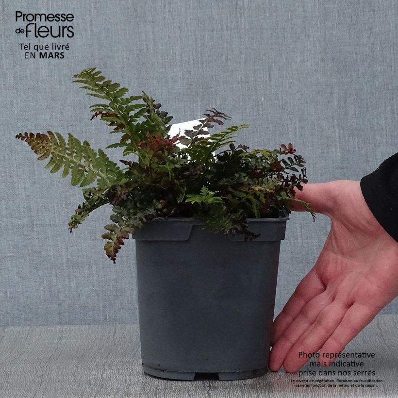 Exemplar von Gelappter Schildfarn - Polystichum aculeatum Topf mit 2L/3L wie im Winter geliefert