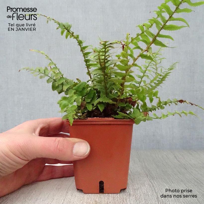 Exemplar von Westamerikanischer Schwertfarn - Polystichum munitum Kleine Töpfe von 8/9 cm wie im Winter geliefert