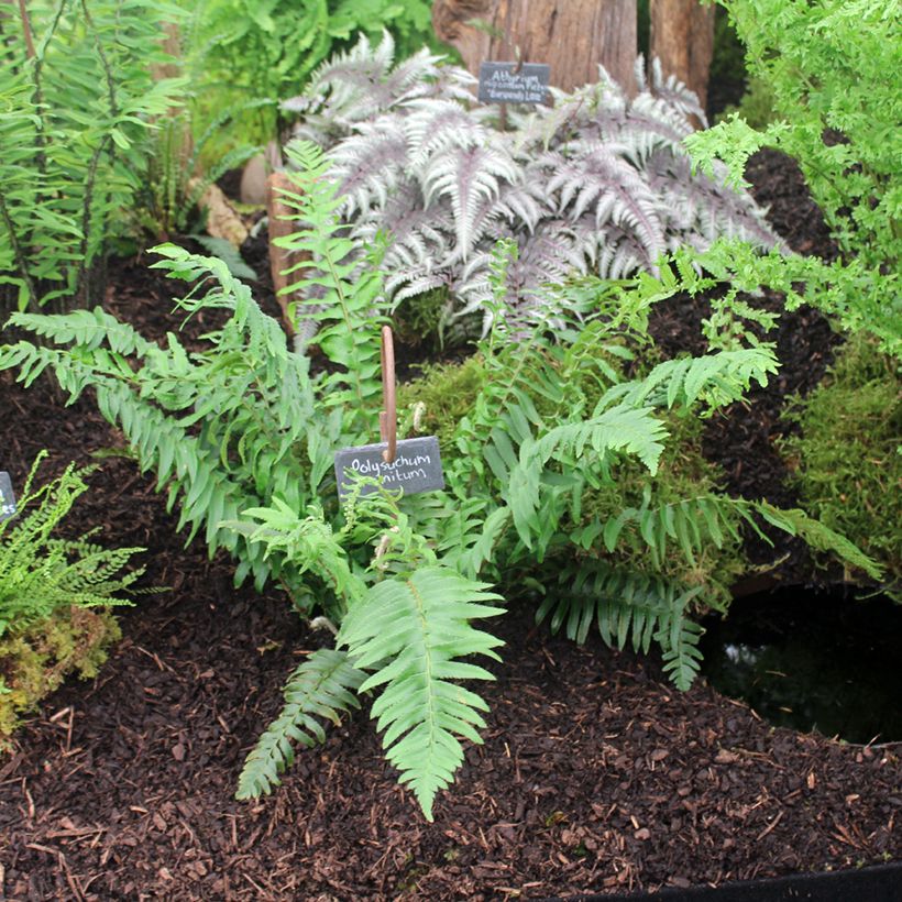 Westamerikanischer Schwertfarn - Polystichum munitum (Plant habit)