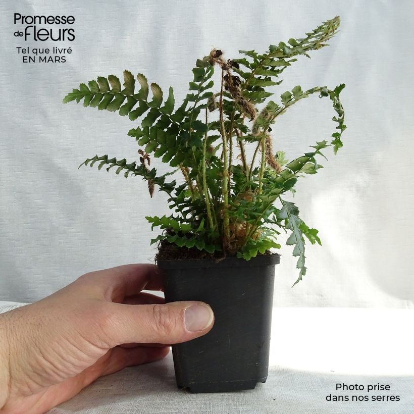 Exemplar von Japanischer Glanzschildfarn - Polystichum polyblepharum Kleine Töpfe von 8/9 cm wie im Winter geliefert