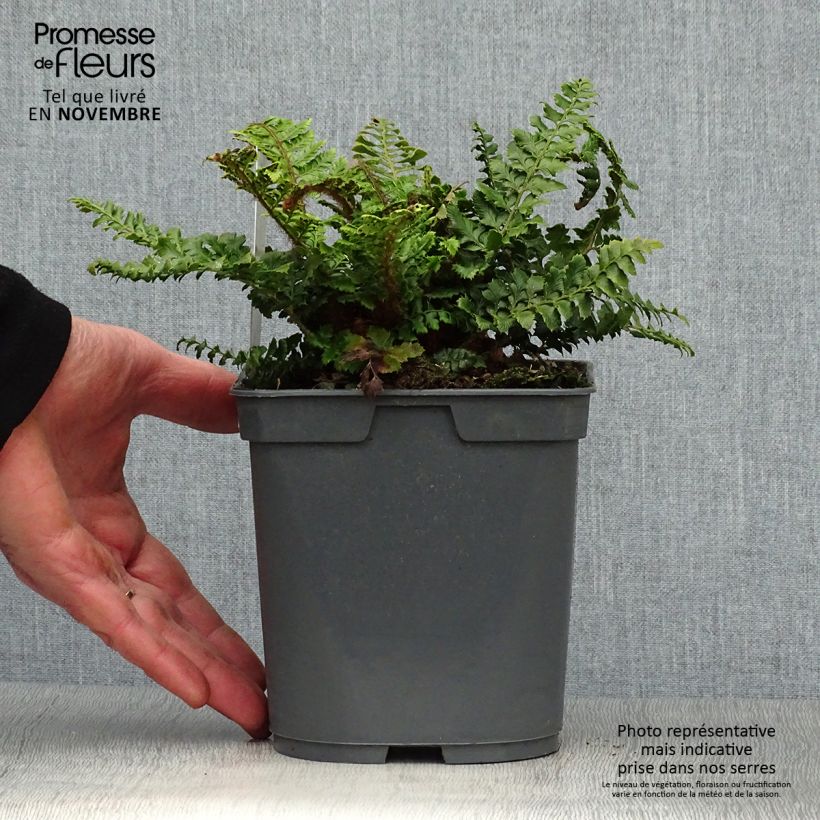 Example of Japanischer Glanzschildfarn - Polystichum polyblepharum Topf mit 2L/3L as you get in automne