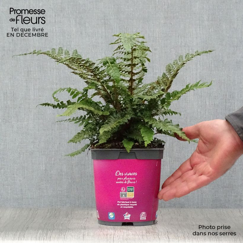 Exemplar von Japanischer Glanzschildfarn - Polystichum polyblepharum Topf mit 2L/3L wie im Winter geliefert