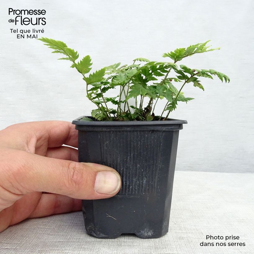 Exemplar von Steifer Schildfarn - Polystichum rigens Kleine Töpfe von 8/9 cm wie im Frühjahr geliefert