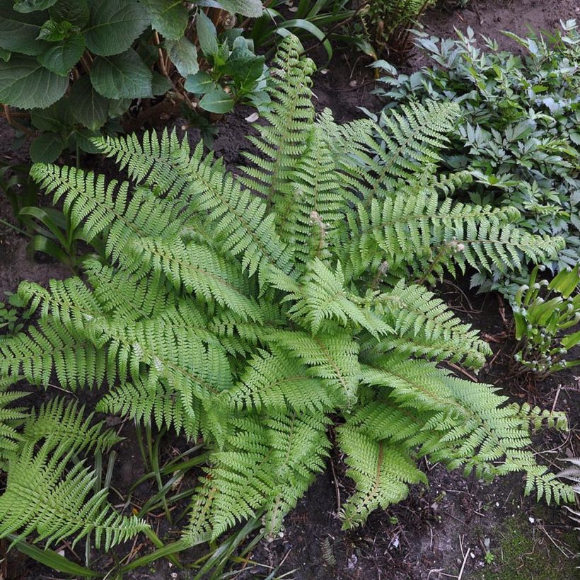 Weicher Schildfarn Herrenhausen - Polystichum setiferum (Plant habit)