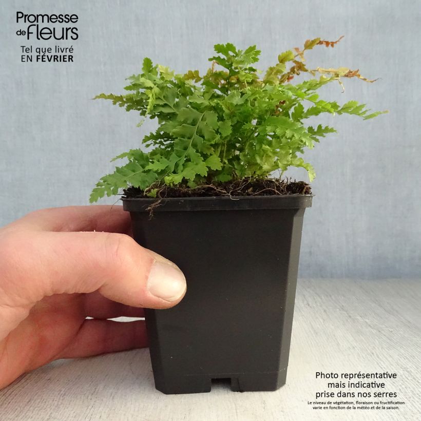 Exemplar von Weicher Schildfarn Herrenhausen - Polystichum setiferum Kleine Töpfe von 8/9 cm wie im Winter geliefert