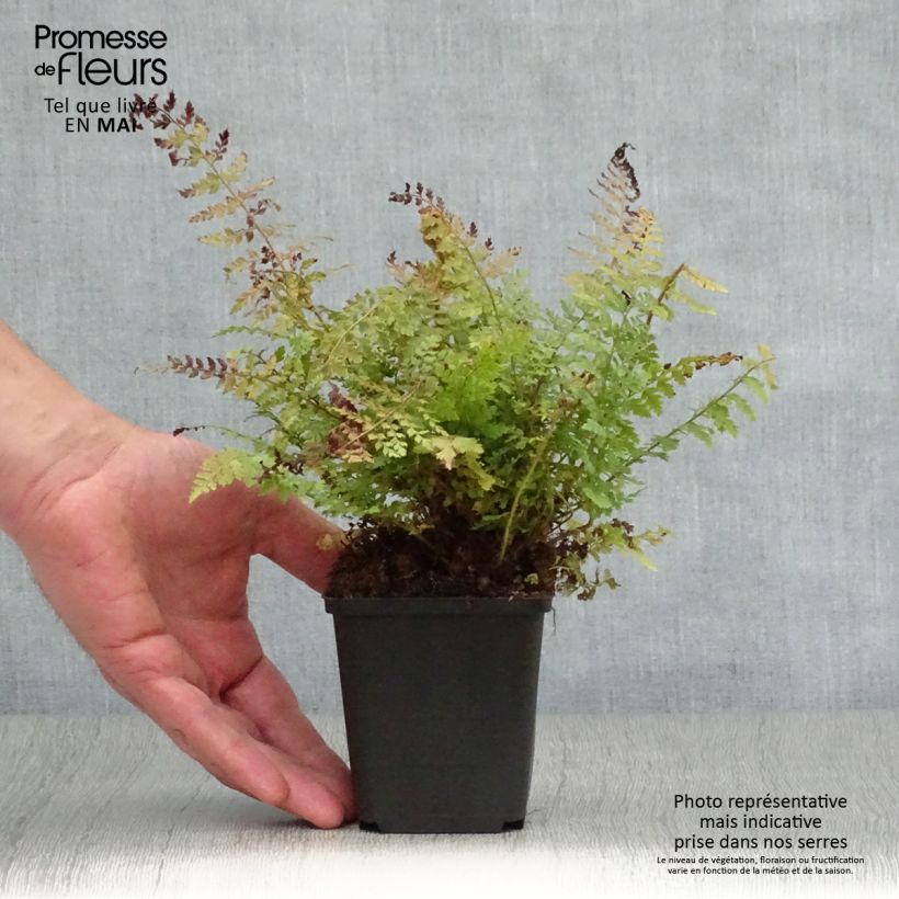 Exemplar von Weicher Schildfarn Herrenhausen - Polystichum setiferum Kleine Töpfe von 8/9 cm wie im Frühjahr geliefert