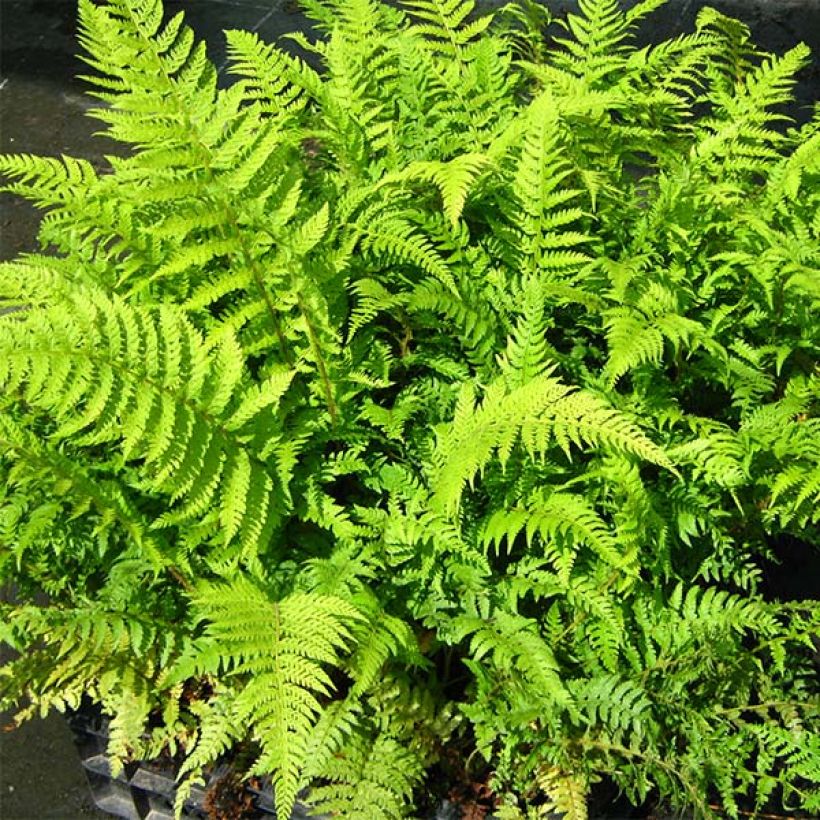 Weicher Schildfarn Dahlem - Polystichum setiferum (Foliage)