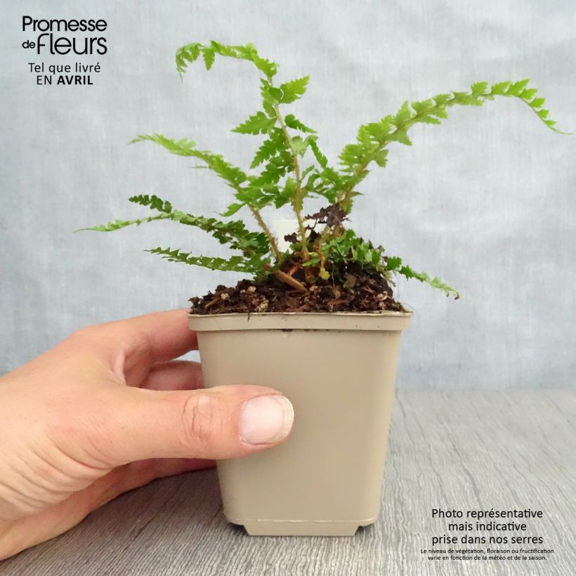 Exemplar von Weicher Schildfarn Dahlem - Polystichum setiferum Kleine Töpfe von 8/9 cm wie im Frühjahr geliefert