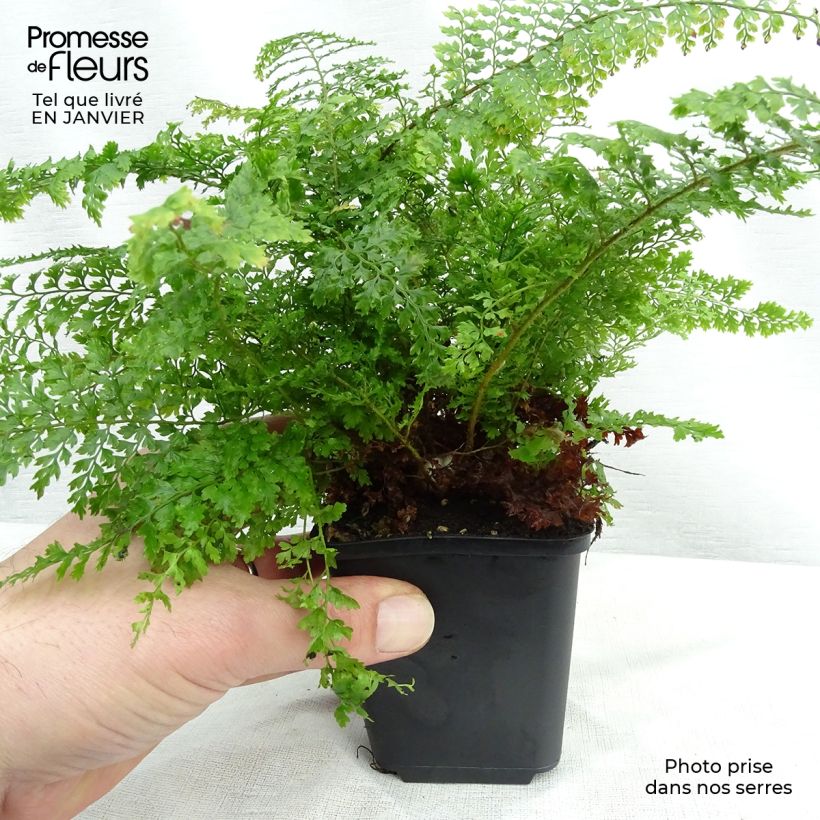 Exemplar von Weicher Schildfarn Plumosum Densum - Polystichum setiferum Kleine Töpfe von 8/9 cm wie im Winter geliefert