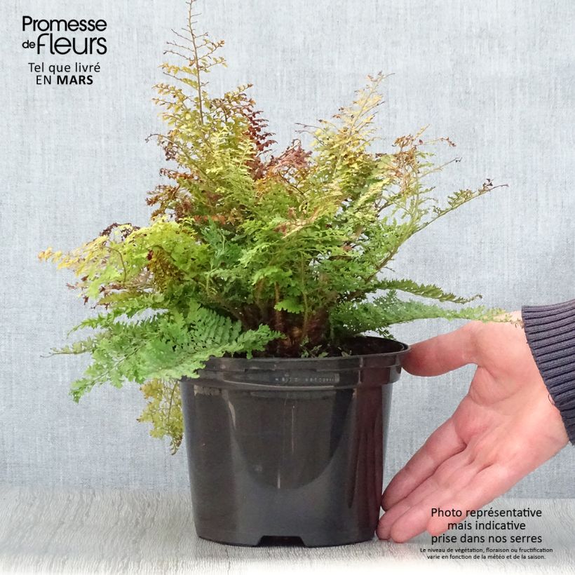 Exemplar von Weicher Schildfarn Plumosum Densum - Polystichum setiferum Topf mit 2L/3L wie im Frühjahr geliefert