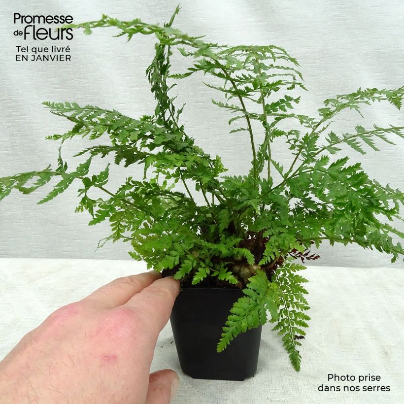 Exemplar von Weicher Schildfarn Proliferum - Polystichum setiferum Kleine Töpfe von 8/9 cm wie im Winter geliefert