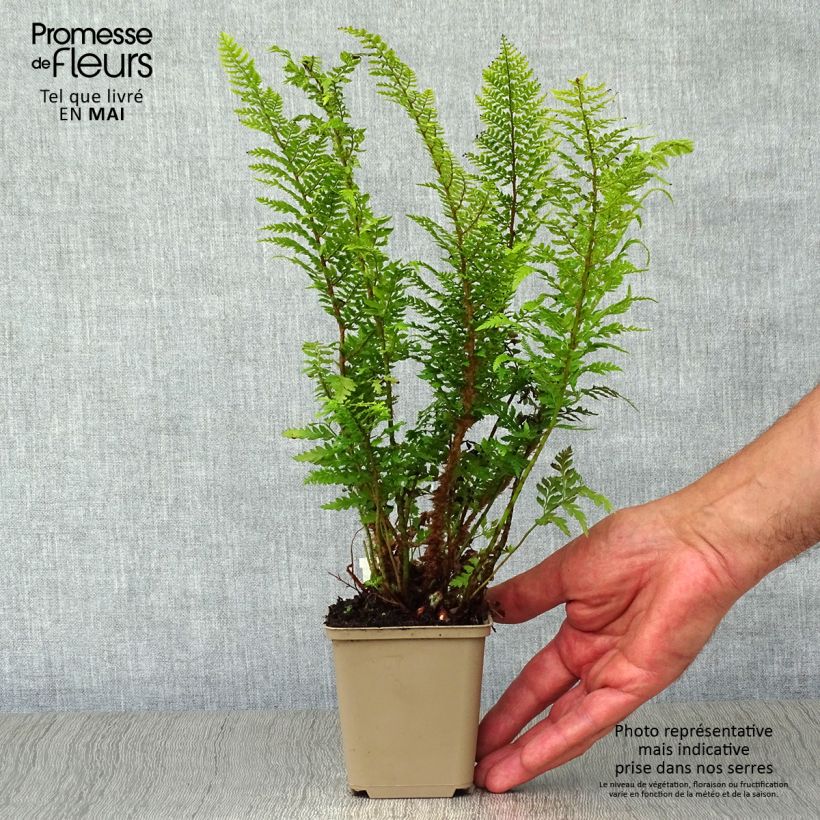 Exemplar von Weicher Schildfarn Proliferum - Polystichum setiferum Kleine Töpfe von 8/9 cm wie im Frühjahr geliefert