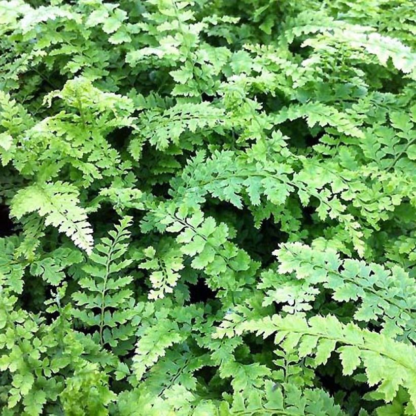 Weicher Schildfarn Proliferum Wollastonii - Polystichum setiferum (Foliage)
