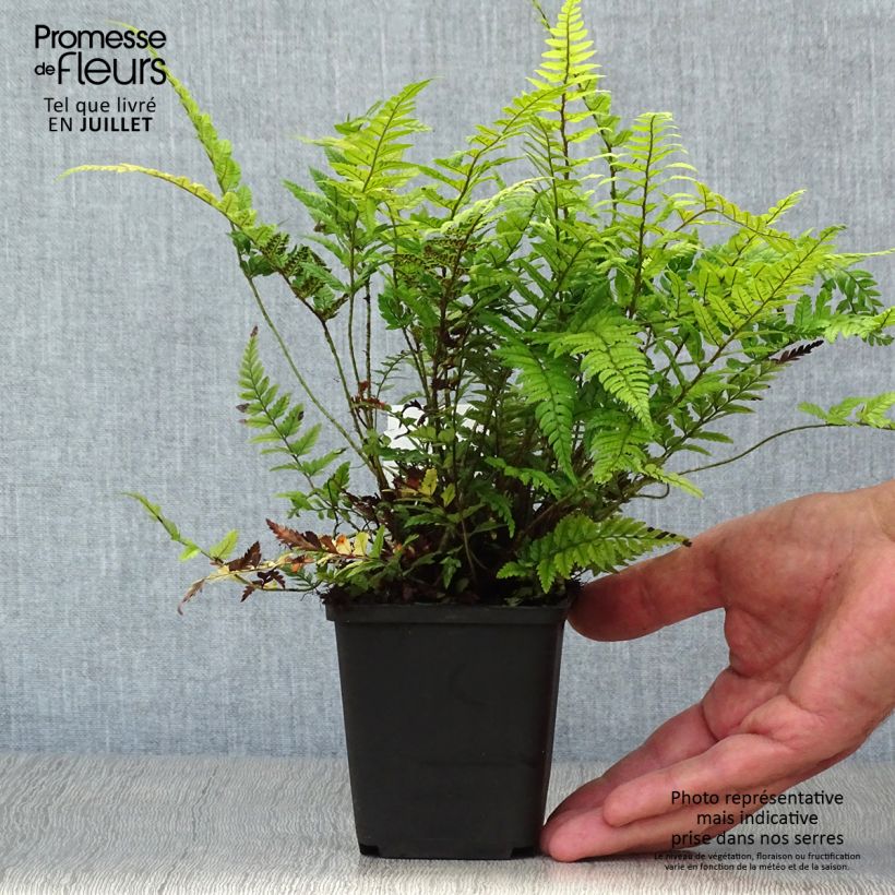 Exemplar von Tsus-Sima-Schildfarn - Polystichum tsus-simense Kleine Töpfe von 8/9 cm wie im Sommer geliefert