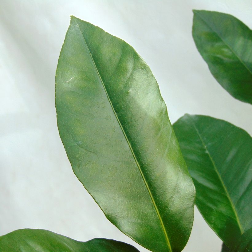 Grapefruit Star Ruby - Citrus x paradisi (Foliage)